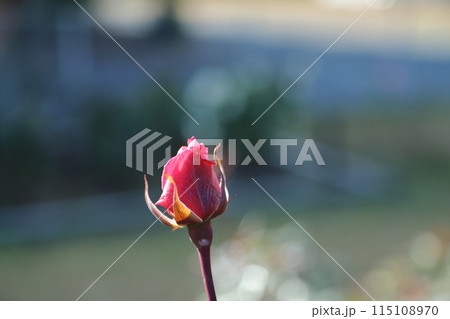 荒尾市 おもやい市民花壇 バラの花、 荒尾市 おもやい市民花壇 バラの花、 115108970