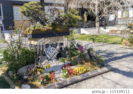 長谷寺の立派な盆栽 長谷寺の立派な盆栽 115109111