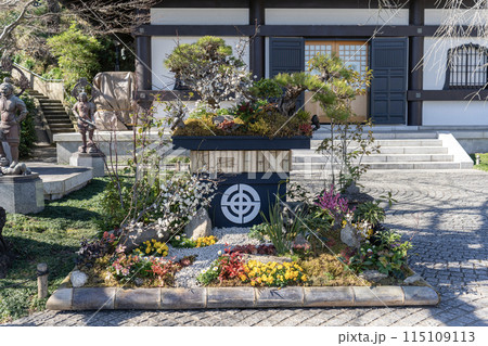 長谷寺の立派な盆栽 115109113