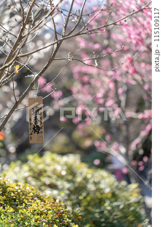 長谷寺の壇香梅(縦) 115109117