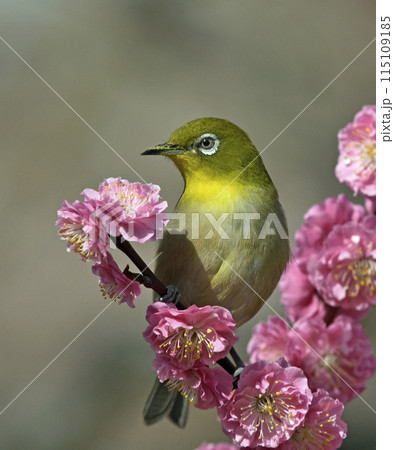 満開の紅梅にメジロさん （ 春イメージ ） 115109185