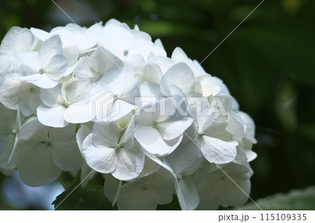 白い紫陽花 白い紫陽花 115109335