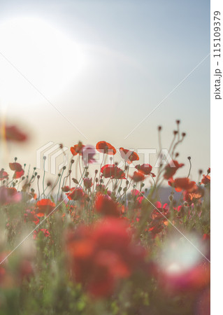 夕日に照らされるポピー 夕日に照らされるポピー 115109379