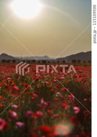夕日に照らされるポピー畑 115109500