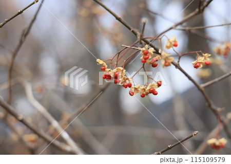 クローズアップ撮影した赤いマユミの実 115109579