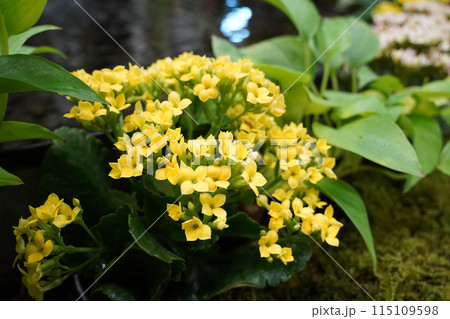 pretty yellow Kalanchoe flowers are blooming. 115109598