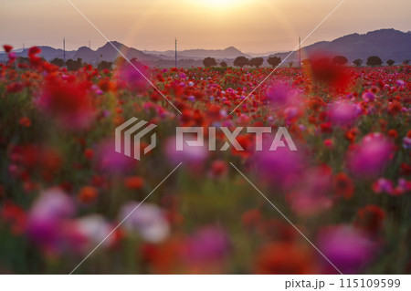夕陽に染まるポピー畑 115109599