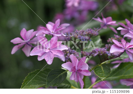 雨に濡れた紫陽花 雨に濡れた紫陽花 115109896