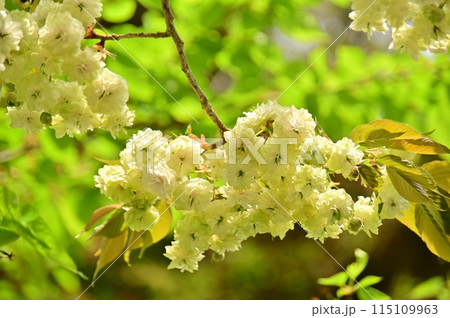 金運の桜とも言われるウコン桜 金運の桜とも言われるウコン桜 115109963