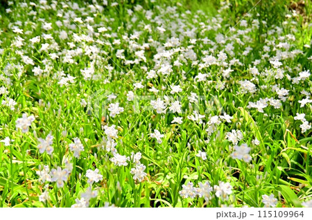群生するシャガの花 115109964
