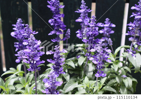 サルビアの青い花 サルビアの青い花 115110134