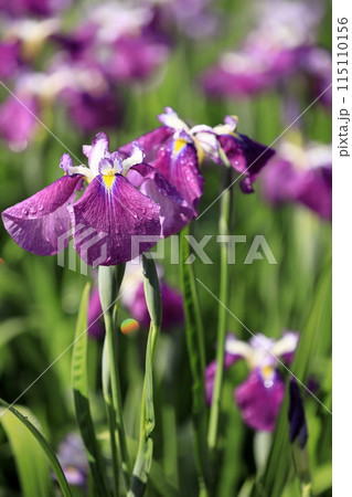 花菖蒲・あやめ 115110156