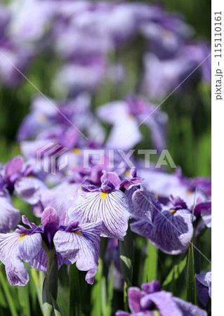 花菖蒲・あやめ 花菖蒲・あやめ 115110161