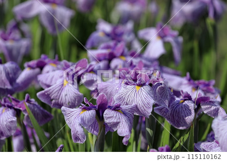 花菖蒲・あやめ 115110162