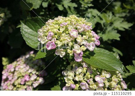 ウズアジサイの花のアップ　横撮影 115110295
