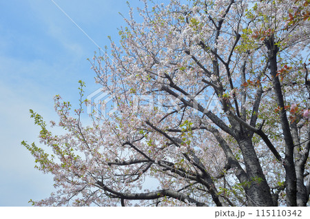 花あふれる景色 花あふれる景色 115110342