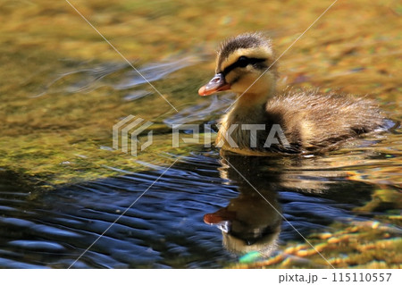 野鳥 鳥 動物 115110557