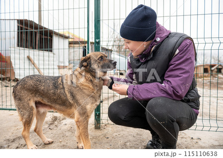 Girl volunteer in the nursery for dogs. Shelter for stray dogs. 115110638