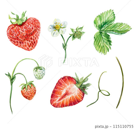 Strawberries set, watercolor. Green leaves, berries, flowers, stem, tendrils. Vector illustration. Covers, banners, tea, juice, jam, cosmetics labels. Strawberries set, watercolor. Green leaves, berries, flowers, stem, tendrils. Vector illustration. Covers, banners, tea, juice, jam, cosmetics labels. 115110755