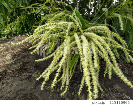 栗の花 栗の花 115110966