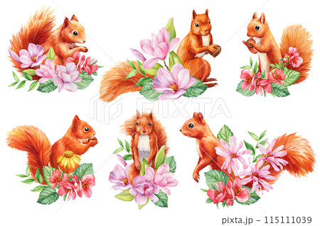 Beautiful squirrel with magnolia flower white isolated background, watercolor illustration, squirrel and pink flower set Beautiful squirrel with magnolia flower white isolated background, watercolor illustration, squirrel and pink flower set 115111039