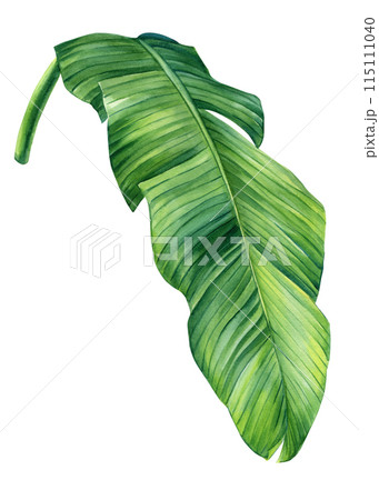 Palm leaf, watercolor illustrations tropical palm isolated on white background branch green Banana leaf exotic clipart Palm leaf, watercolor illustrations tropical palm isolated on white background branch green Banana leaf exotic clipart 115111040