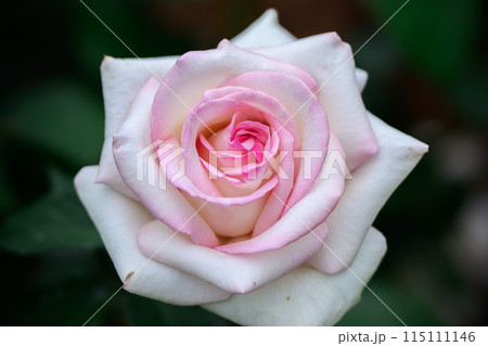 春のバラ　ほのかにピンクに染まる初々しいバラ　初恋 115111146