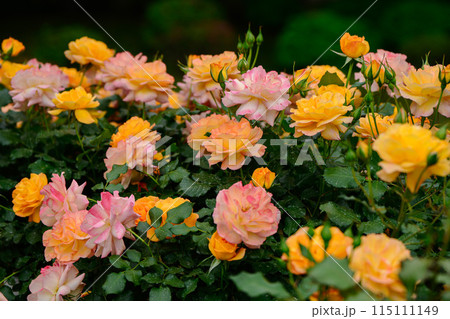 春のバラ　カラフルに色変わりするバラ　サハラ’98 115111149