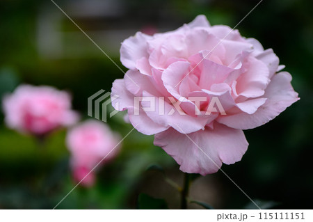 春のバラ　優しいシルバーピンクのバラ　春芳 115111151