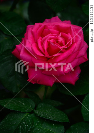 春のバラ 華麗なローズピンクの花姿 マリア・カラス 春のバラ 華麗なローズピンクの花姿 マリア・カラス 115111155