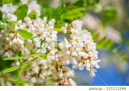 垂れ下がるニセアカシアの花 垂れ下がるニセアカシアの花 115111240