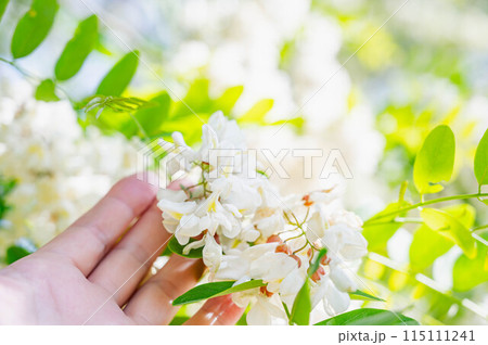 ニセアカシアの花 ニセアカシアの花 115111241