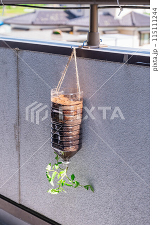 ベランダでトマトの空中栽培　 115111244