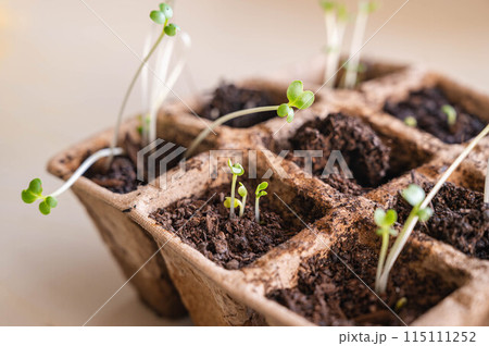 徒長した野菜の芽 徒長した野菜の芽 115111252