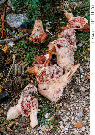 Severed pig heads are lying in a dump in the forest Severed pig heads are lying in a dump in the forest 115111353