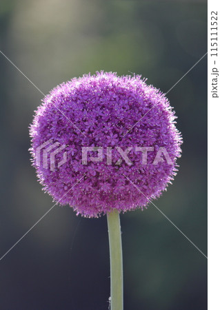 ソフトボールくらいの大きさのギガンテウム ソフトボールくらいの大きさのギガンテウム 115111522