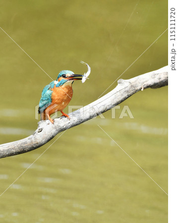 カワセミの食事 115111720