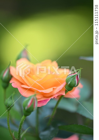 春のバラ 愛と平和の祈りが込められたアンネフランクの形見のバラ スブニール・ドゥ・アンネフランク 春のバラ 愛と平和の祈りが込められたアンネフランクの形見のバラ スブニール・ドゥ・アンネフランク 115111738