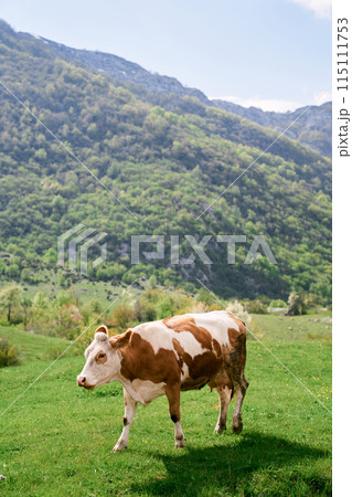 Brown cow walks through a green meadow in a mountain valley 115111753