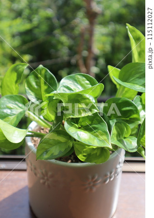 観葉植物のある暮らし 115112027