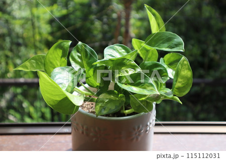 窓辺に置かれた観葉植物のポトス 窓辺に置かれた観葉植物のポトス 115112031