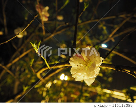 夜に咲く一輪の花 夜に咲く一輪の花 115112089