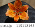 北方領土に咲くヒメエゾスカシユリ 115112168