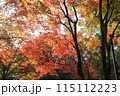 湯布院の金鱗湖で見る紅葉は絶景に 115112223