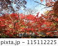 湯布院の金鱗湖で見る紅葉は絶景よん 115112225