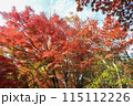 湯布院の金鱗湖で見る紅葉は絶景ご 115112226