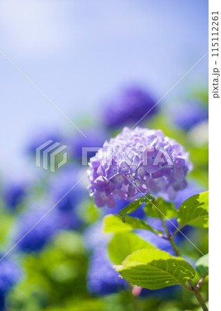 晴れの日のアジサイ 115112261