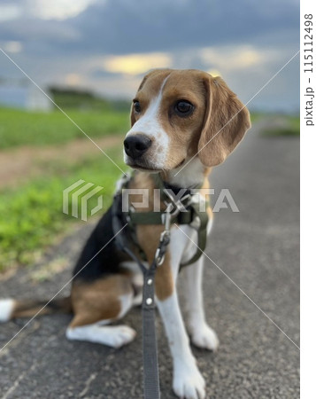 お座りしたビーグルの子犬 115112498