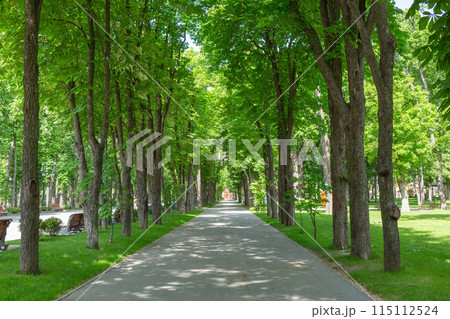 【ウクライナ】ハルキウ市内の公園内の並木路の木漏れ日 【ウクライナ】ハルキウ市内の公園内の並木路の木漏れ日 115112524