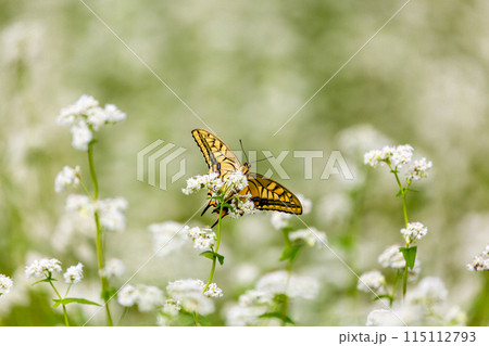 蕎麦の花にとまるアゲハ蝶 蕎麦の花にとまるアゲハ蝶 115112793
